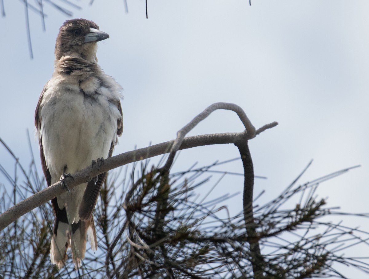 Pied Butcherbird - ML645299312