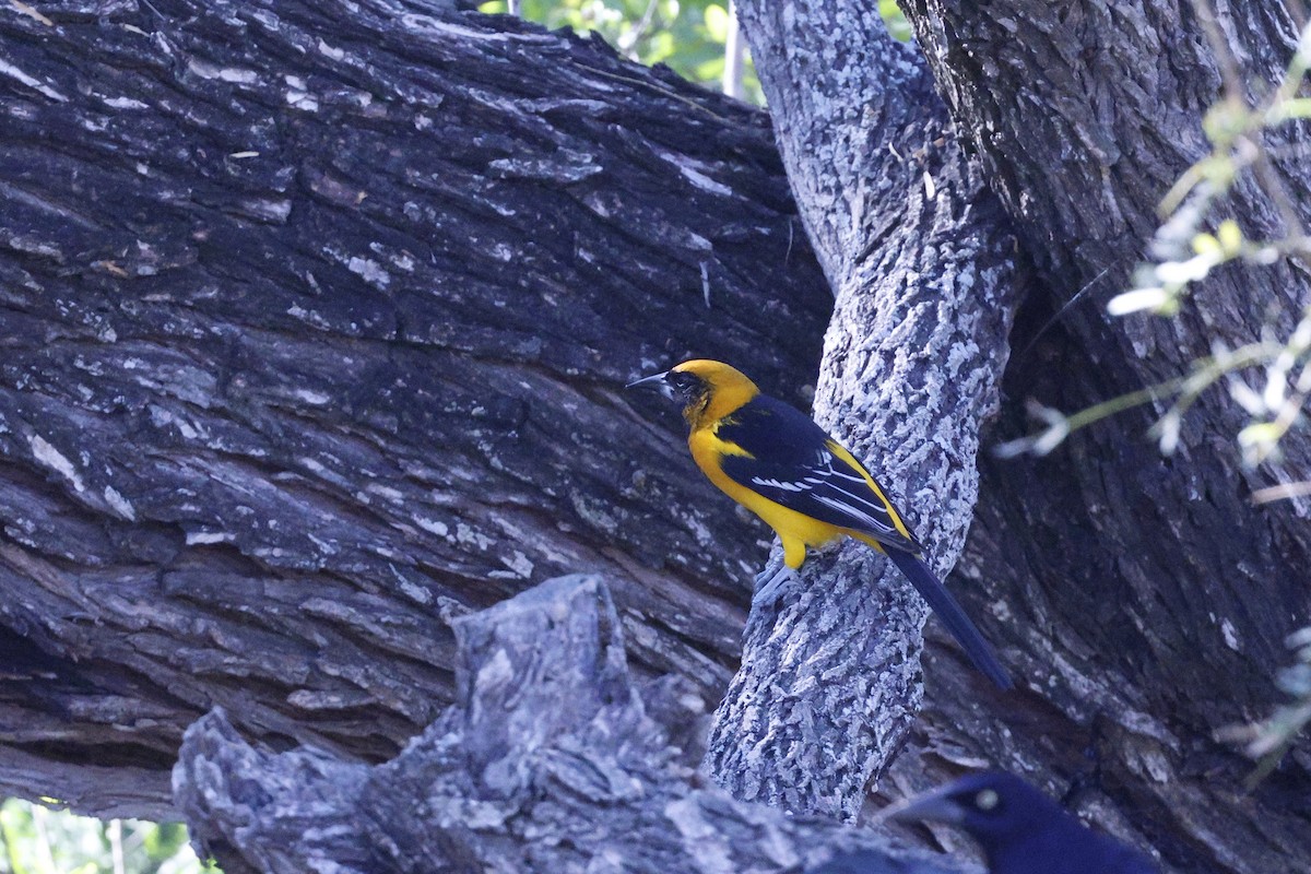 Altamira x Audubon's Oriole (hybrid) - ML645299317