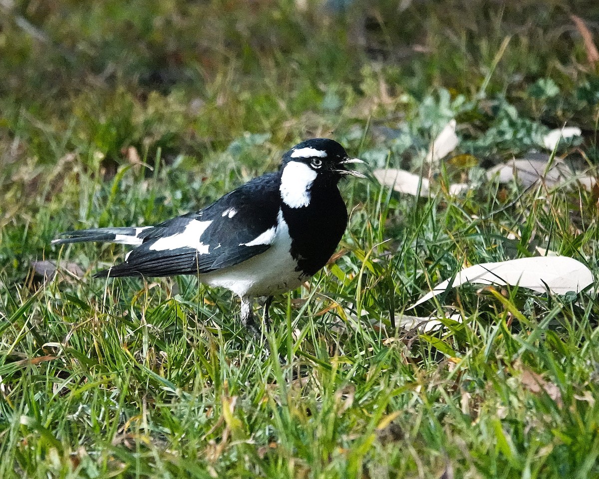 Magpie-lark - ML645299320