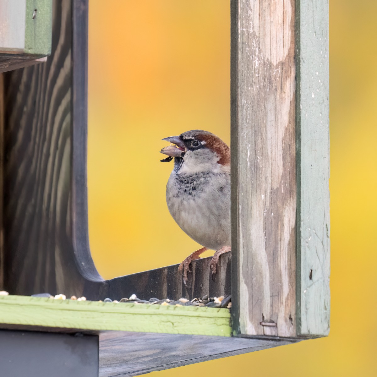 דרור הבית - ML645299322