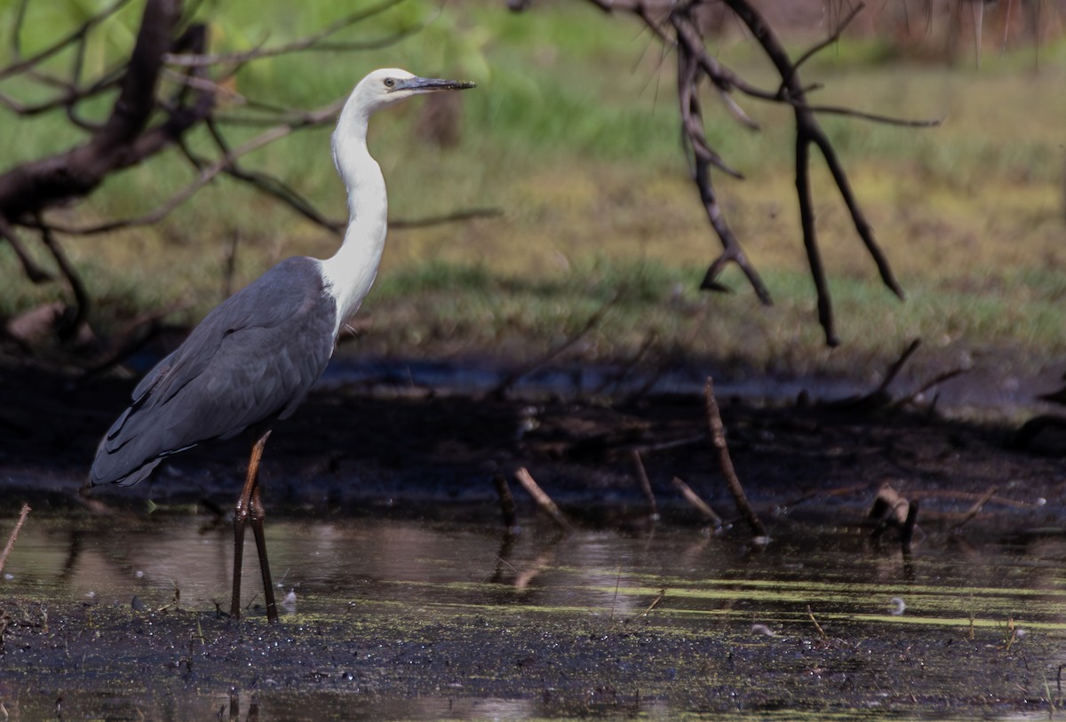 Pacific Heron - ML645299323