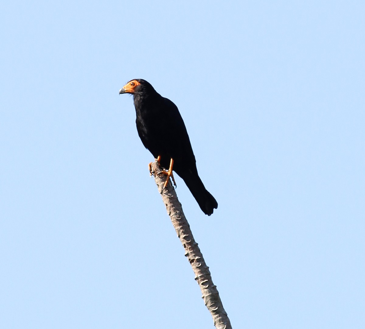 Black Caracara - ML645299324