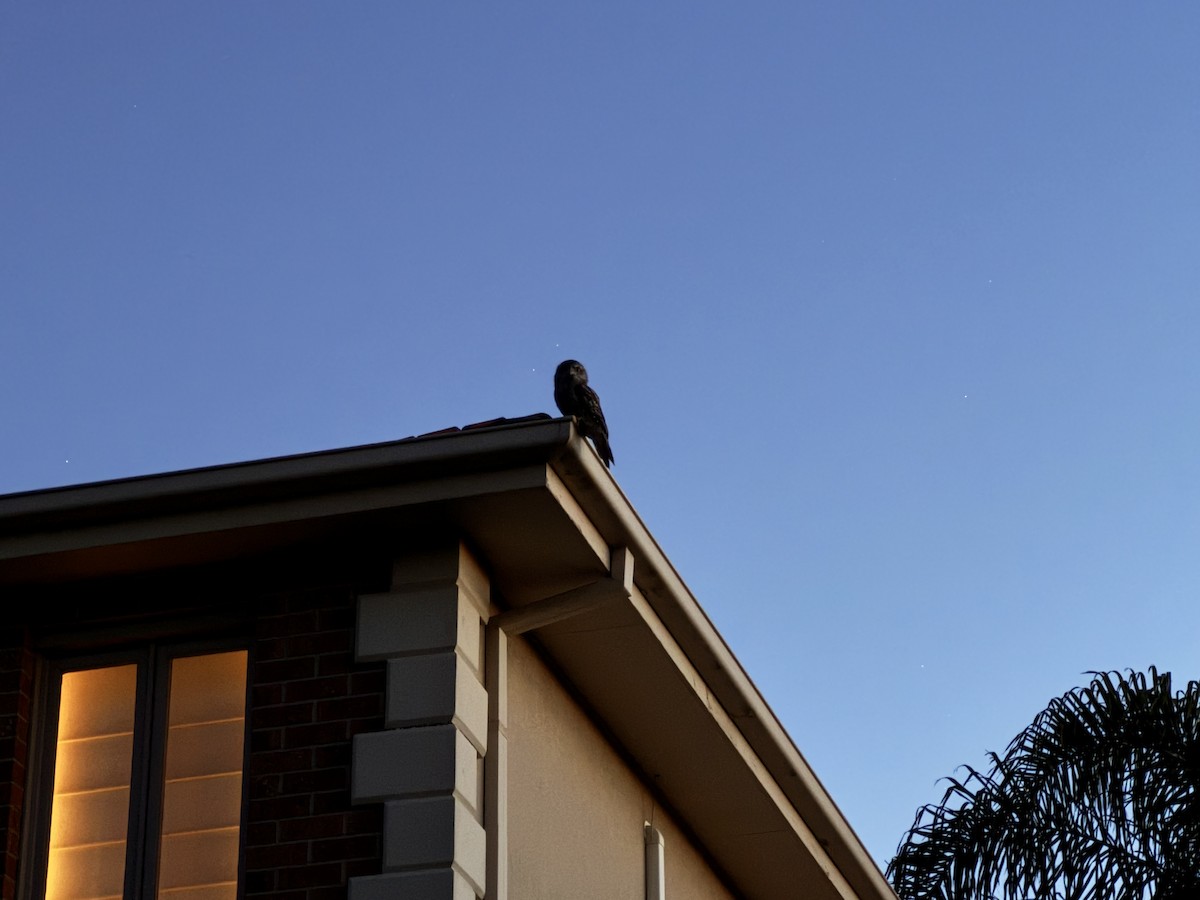 Tawny Frogmouth - ML645299329