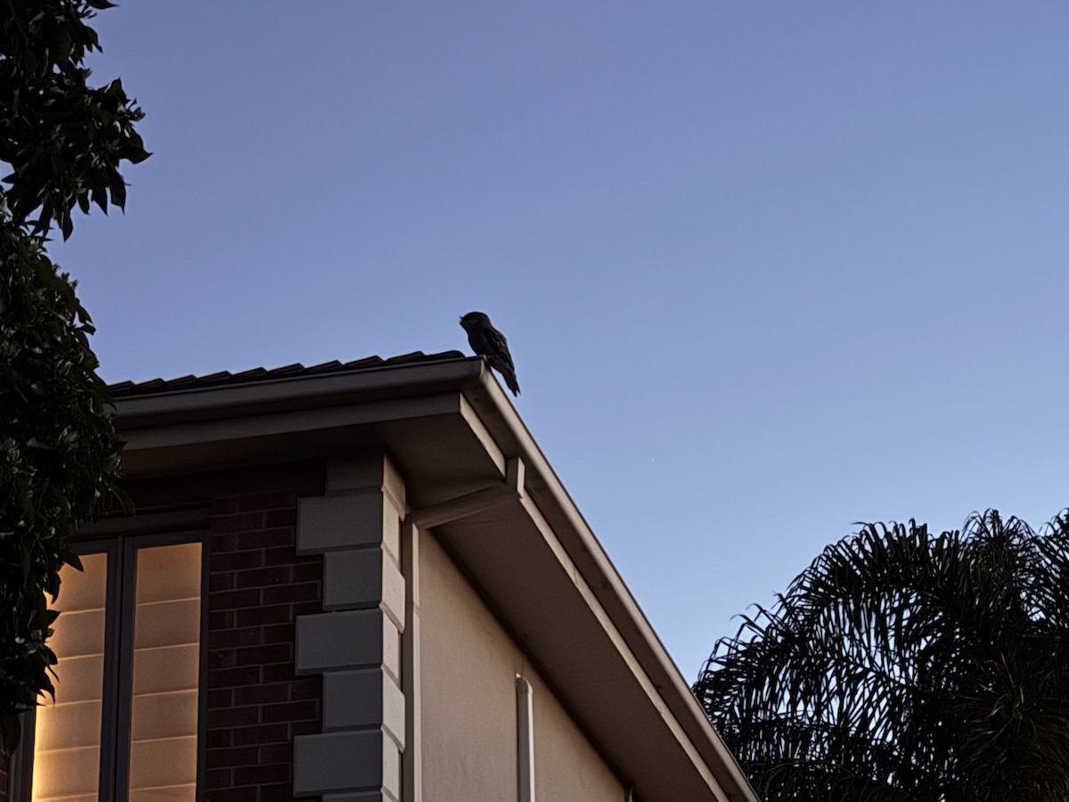 Tawny Frogmouth - ML645299330