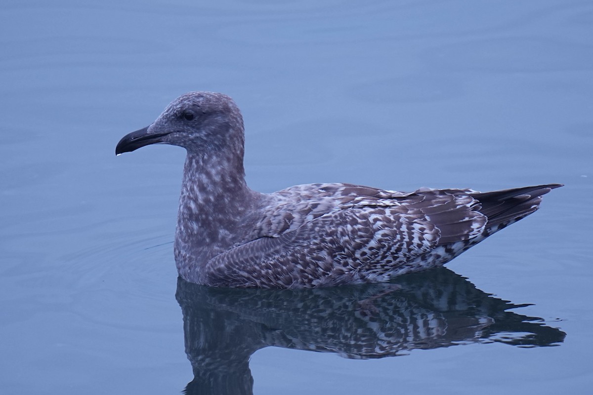 Western Gull - ML645299332