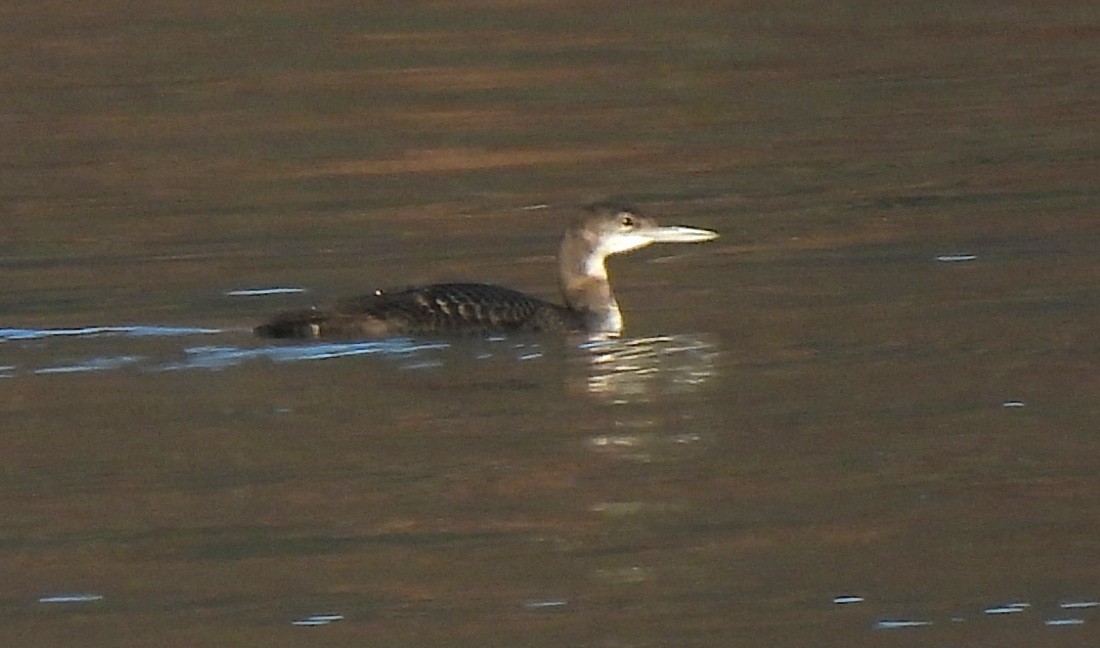 צוללן צפוני - ML645299333