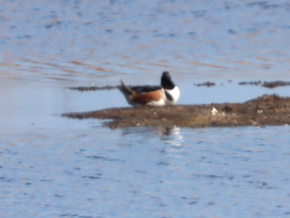 מרית צפונית - ML645299336