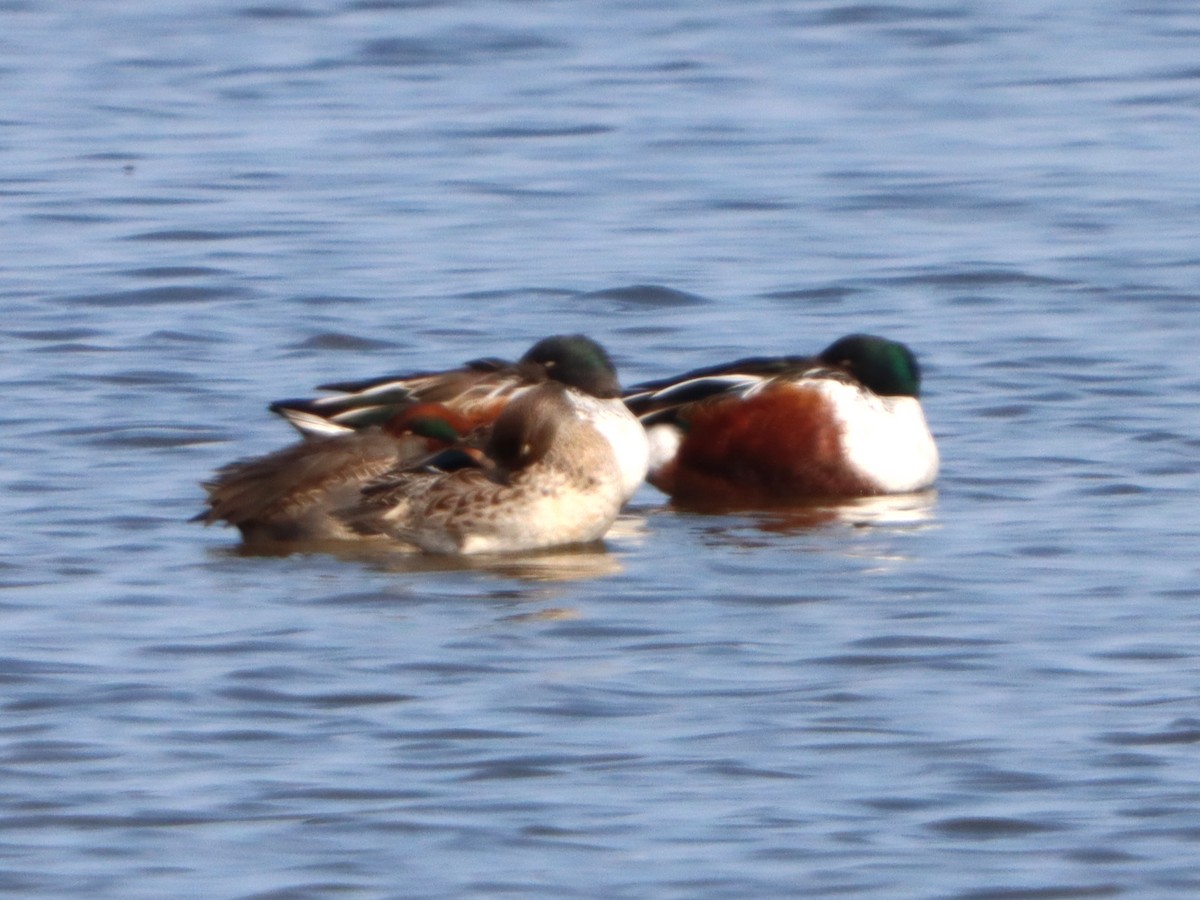 מרית צפונית - ML645299337