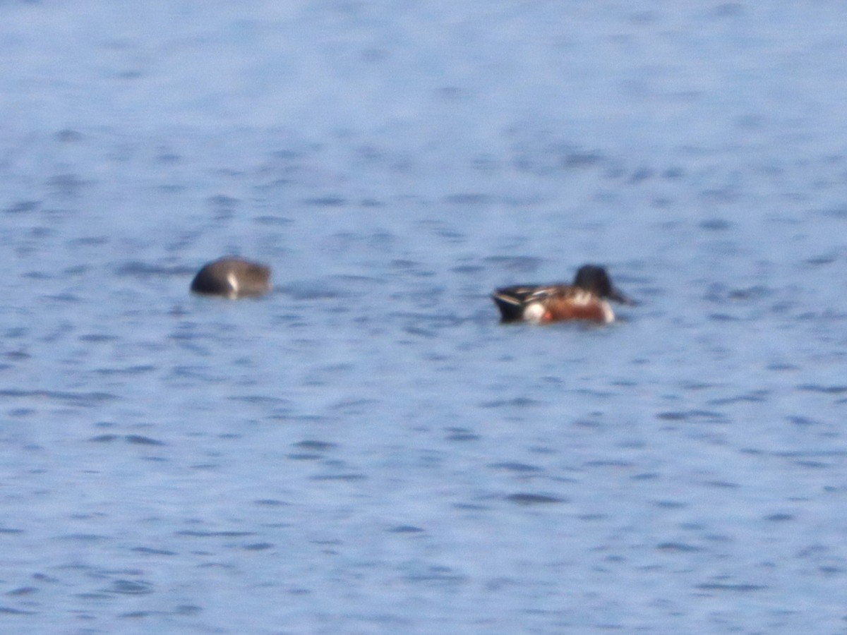 מרית צפונית - ML645299338