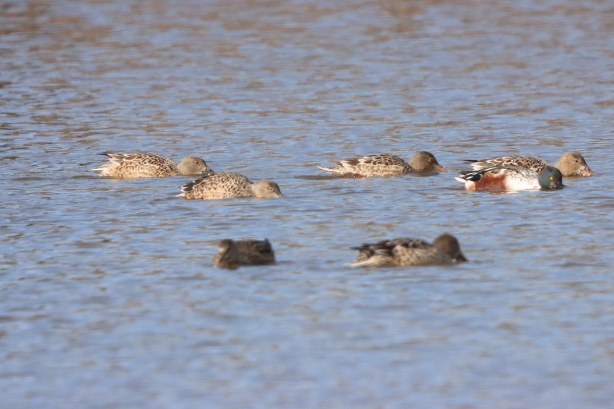 מרית צפונית - ML645299339