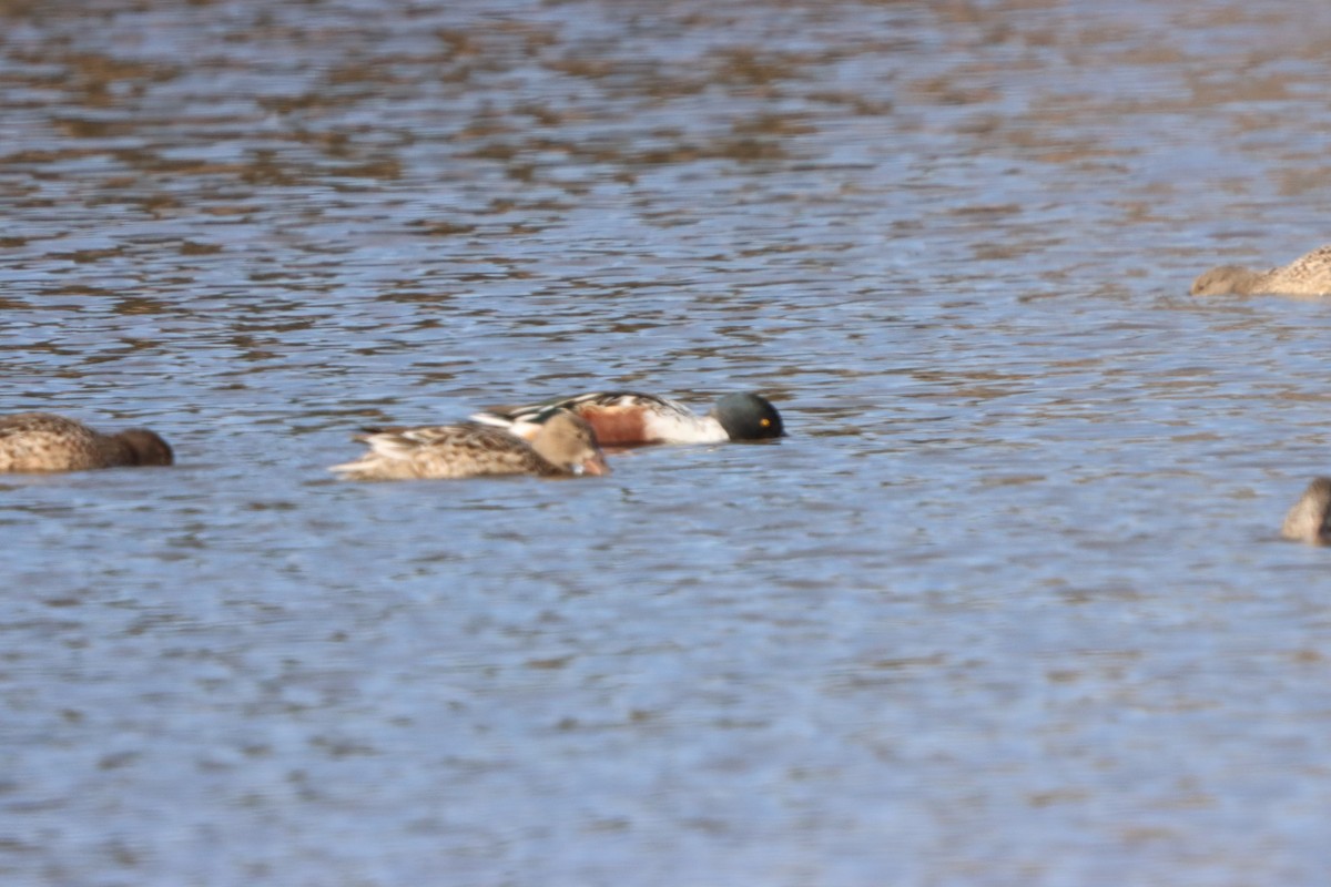 מרית צפונית - ML645299340