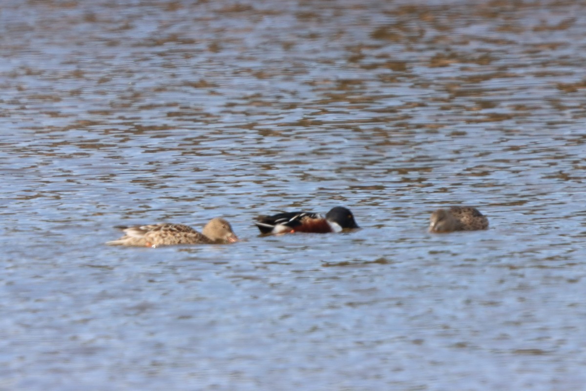 מרית צפונית - ML645299341