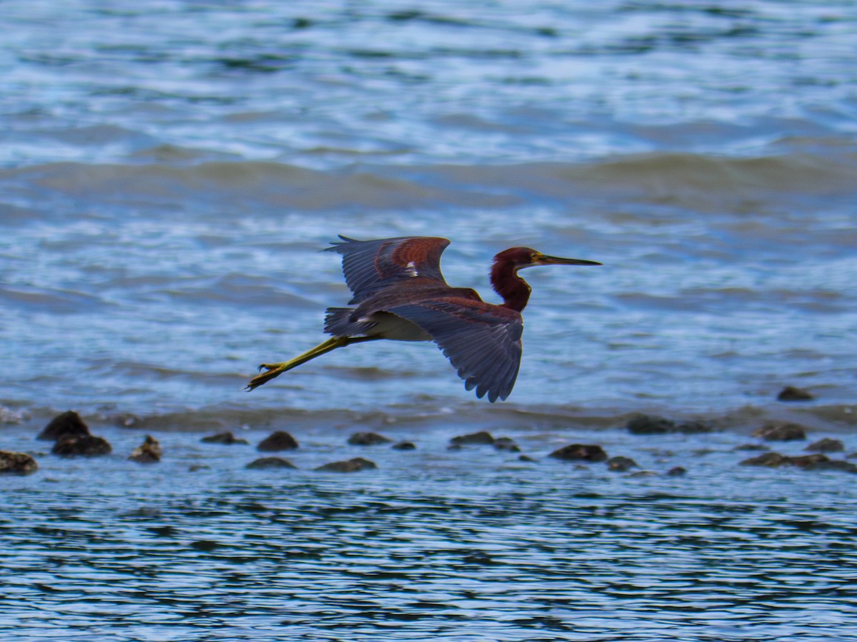 Tricolored Heron - ML645299342