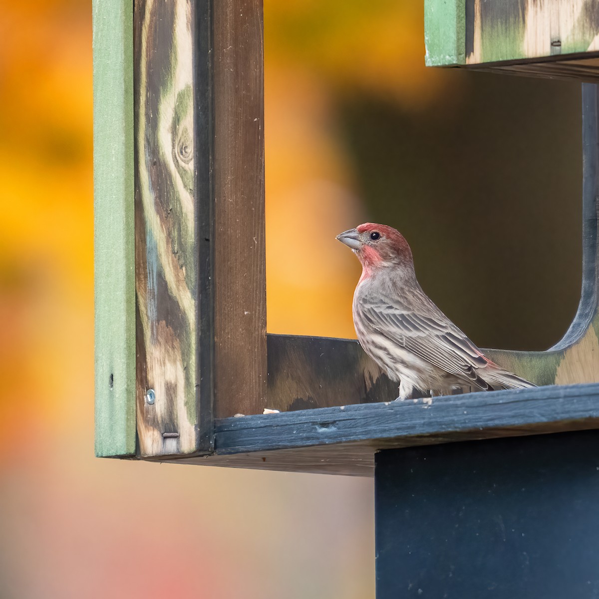 House Finch - ML645299343