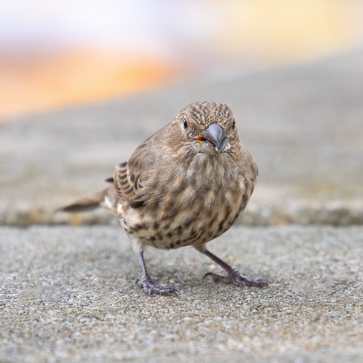 House Finch - ML645299344