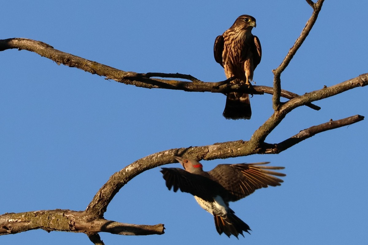 בז גמדי - ML645299346
