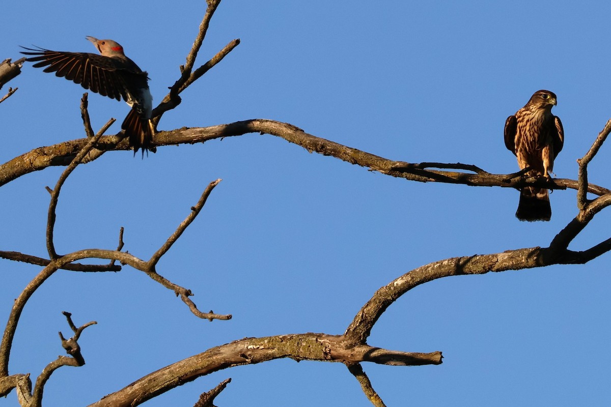 בז גמדי - ML645299347