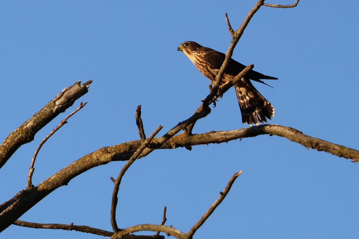 בז גמדי - ML645299348