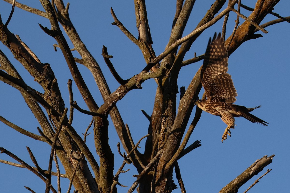 בז גמדי - ML645299349