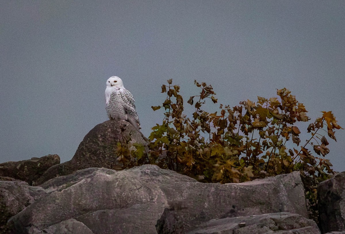 לילית שלג - ML645299350