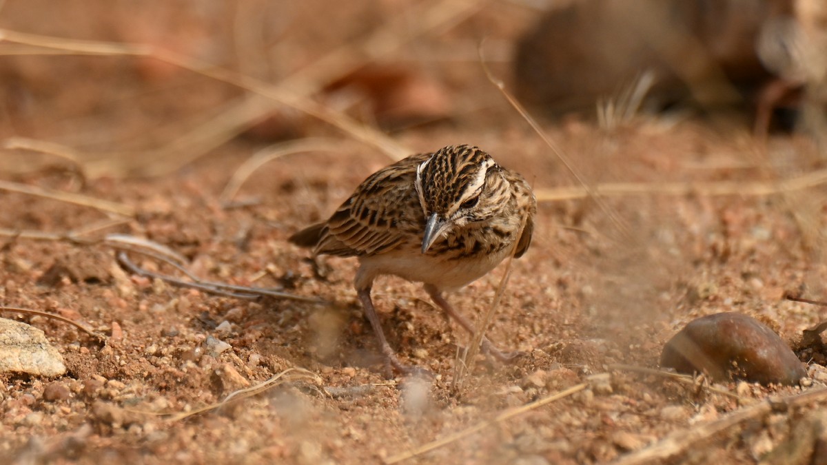 Sabota Lark - ML645299352