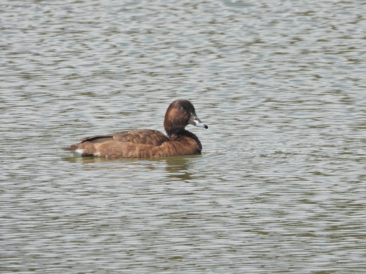 Hardhead - ML645299353