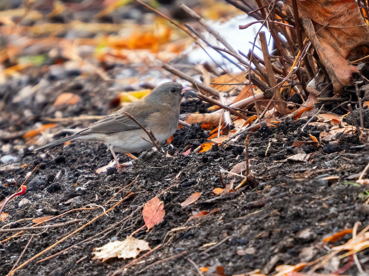 יונקו כהה-עין - ML645299354