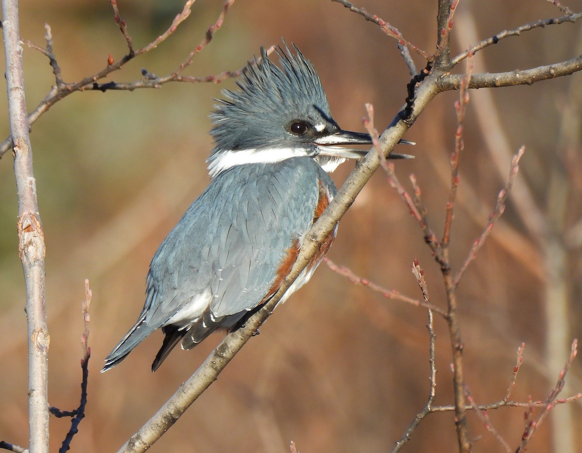 שלדג אמריקני - ML645299355