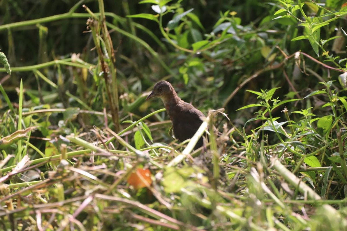 White-throated Crake - ML645299356