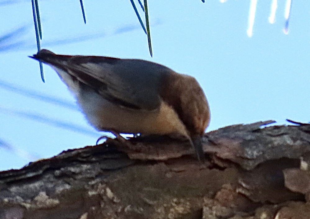 Sittelle à tête brune - ML645299358