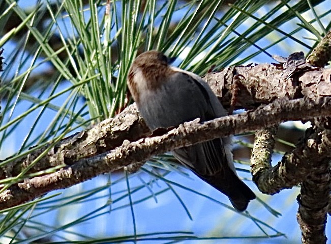 Sittelle à tête brune - ML645299359