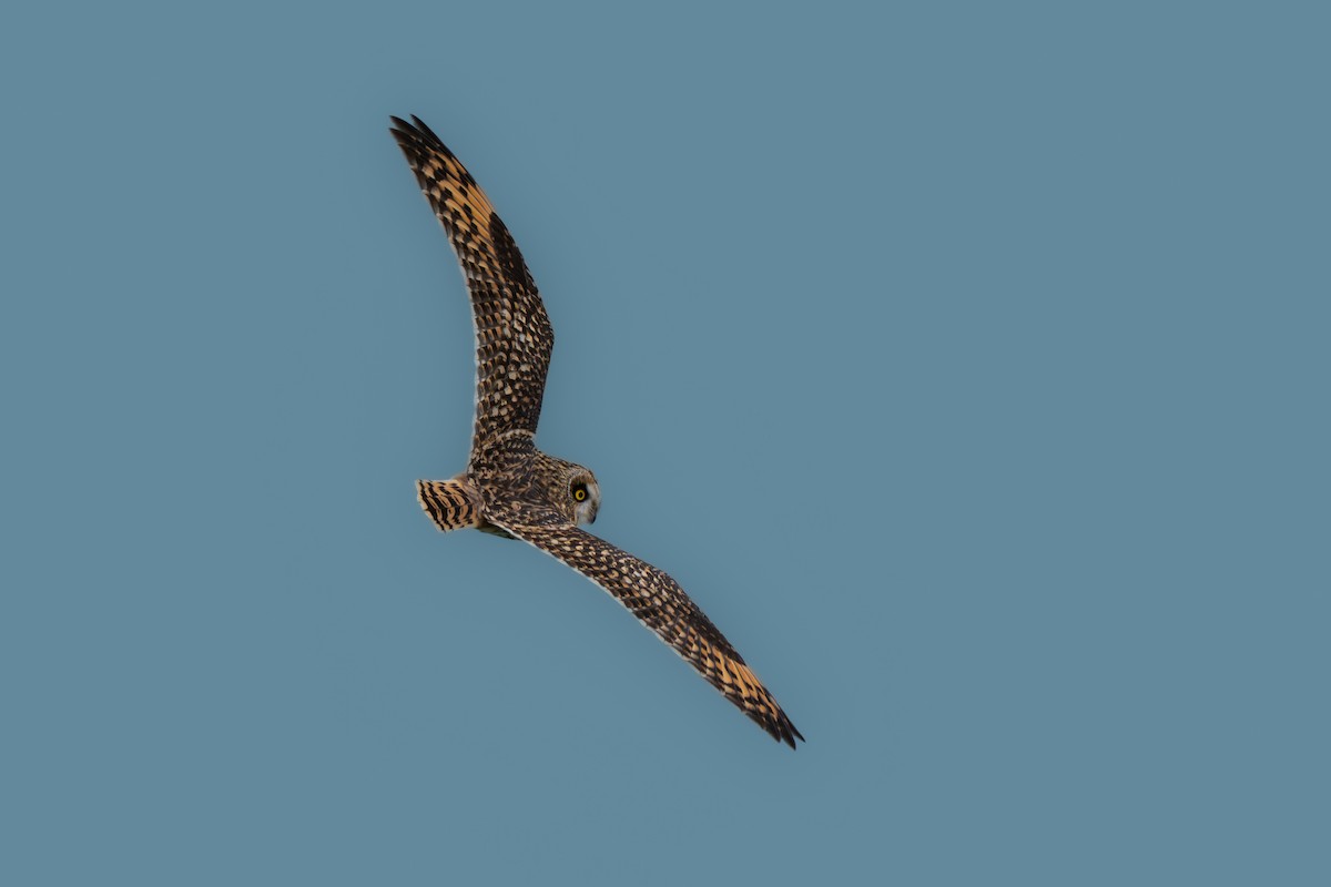 Zingira-hontza - ML645299363