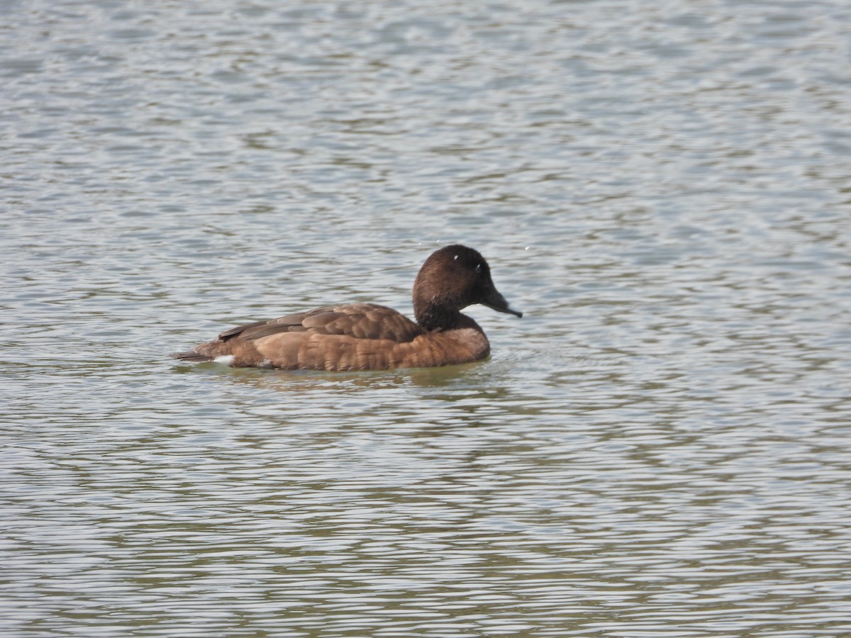 Hardhead - ML645299365