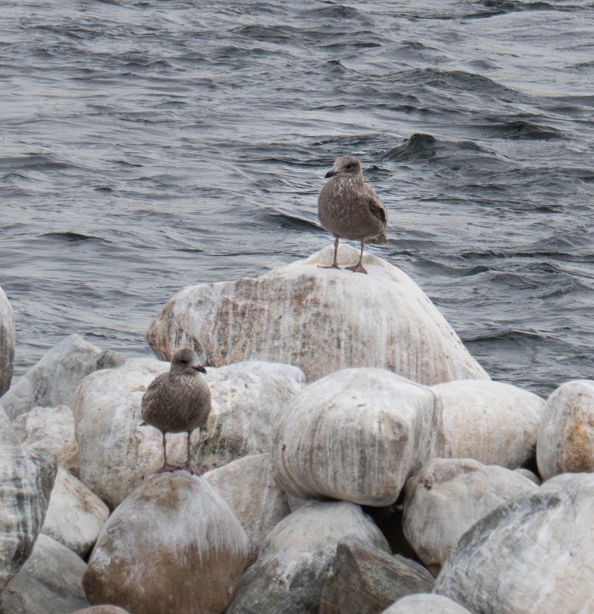 American Herring Gull - ML645299376