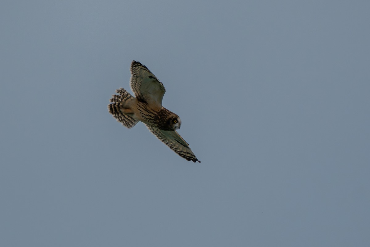 Zingira-hontza - ML645299380