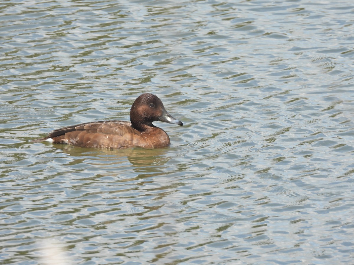 Hardhead - ML645299384