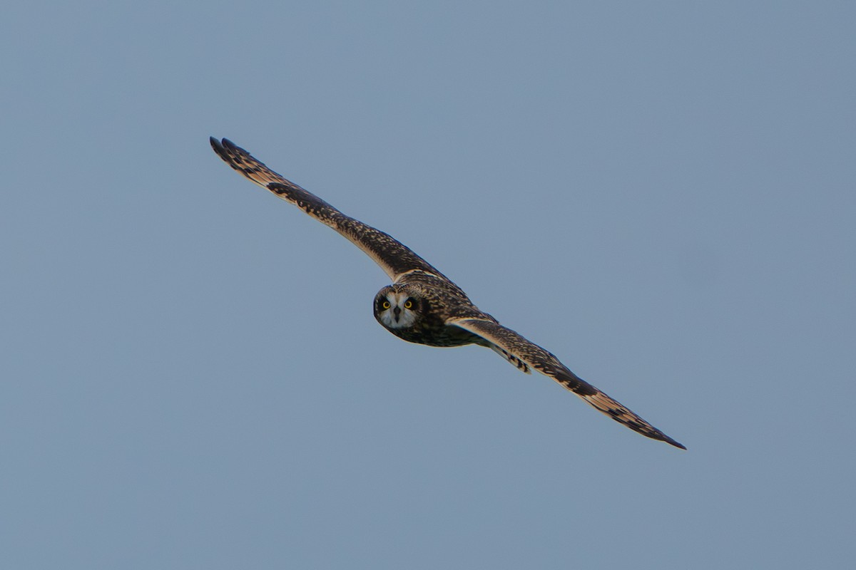 Zingira-hontza - ML645299388