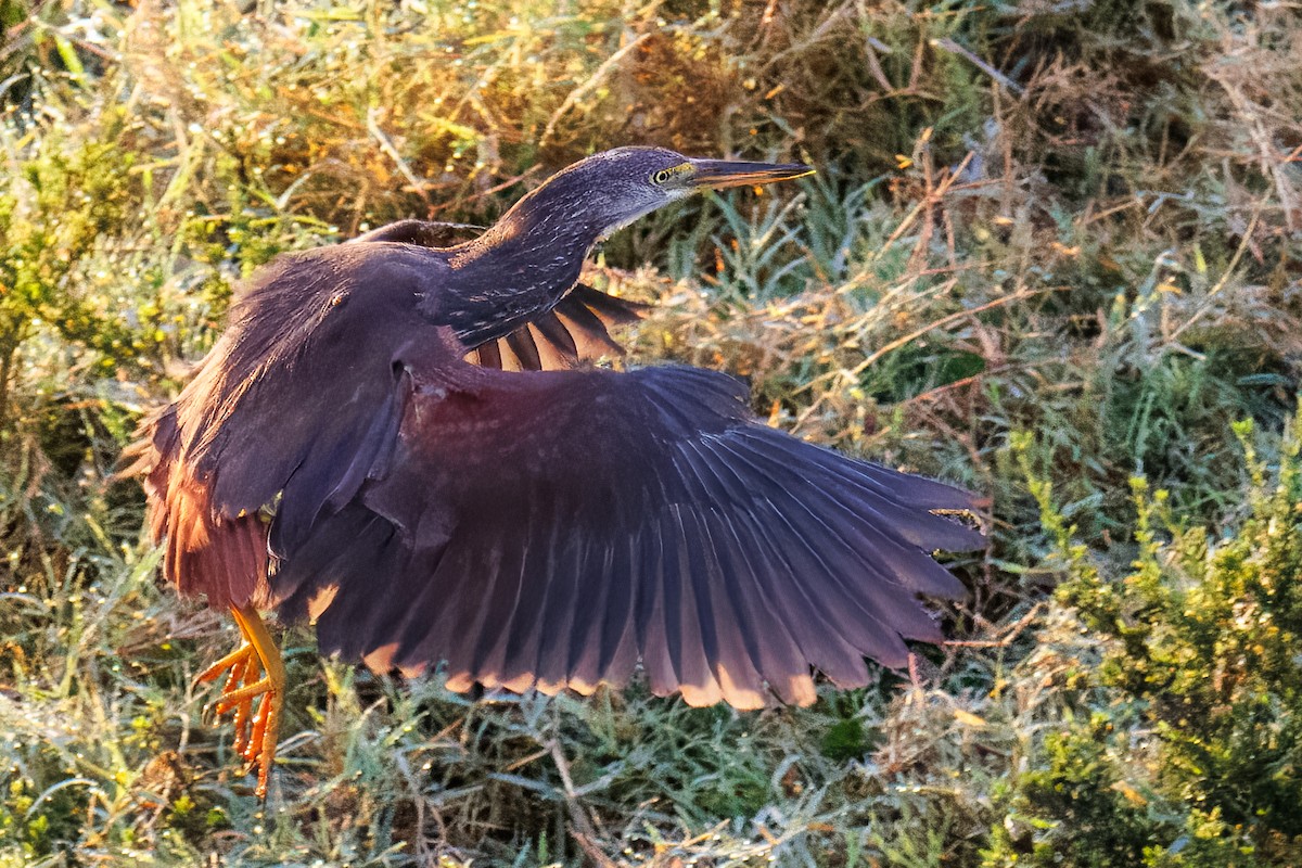 Rufous-bellied Heron - ML645299396
