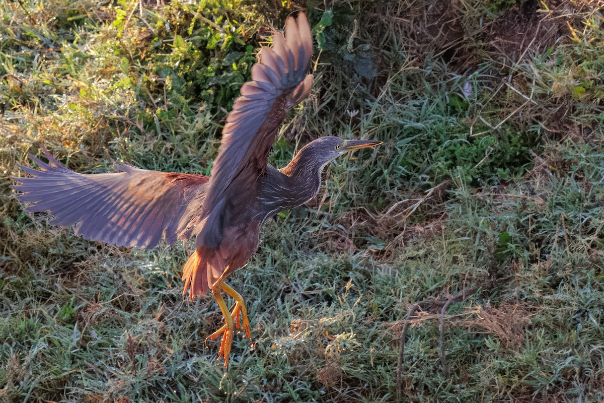Rufous-bellied Heron - ML645299398