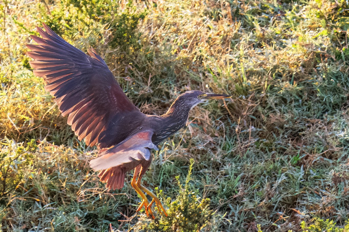 Rufous-bellied Heron - ML645299399