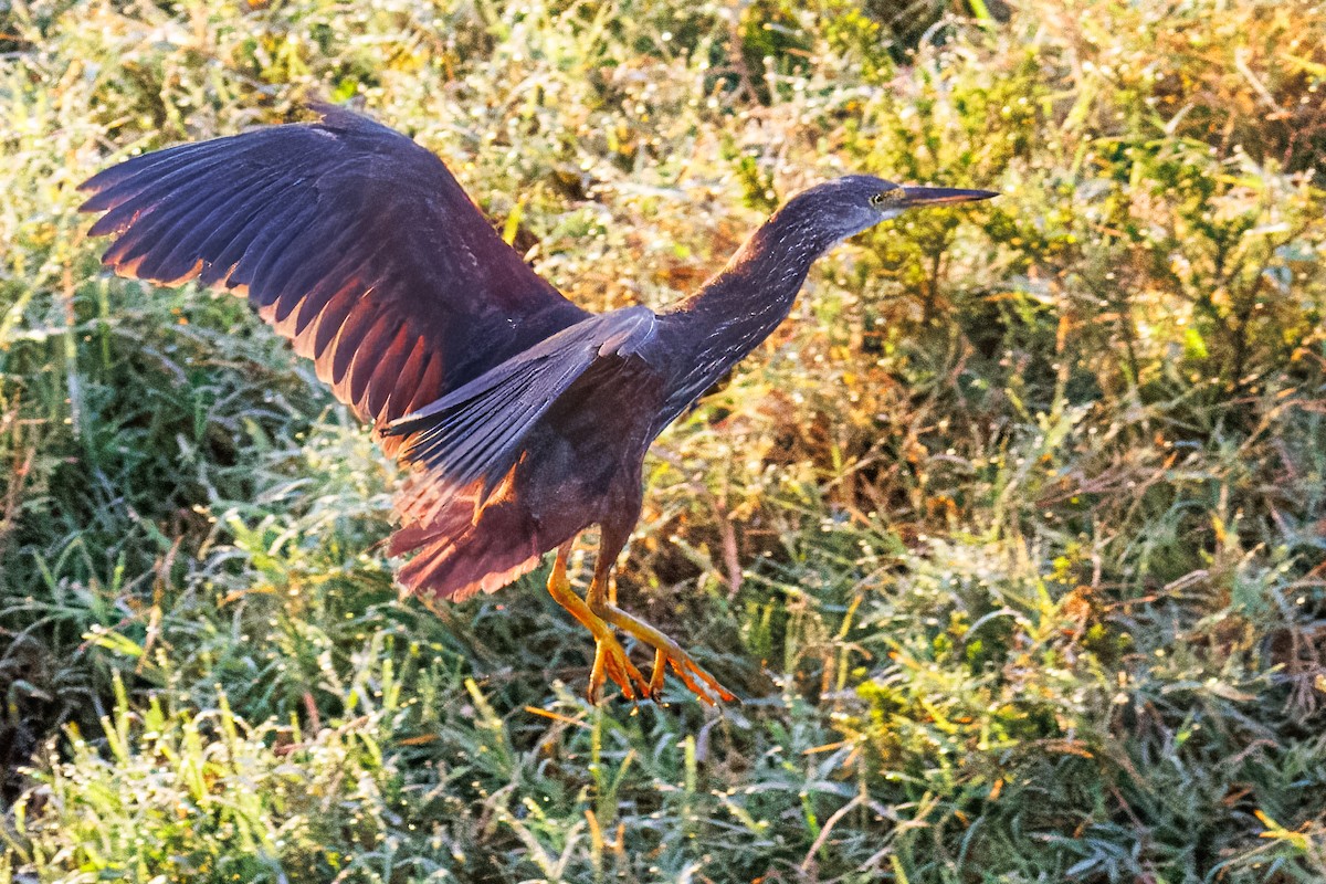 Rufous-bellied Heron - ML645299400