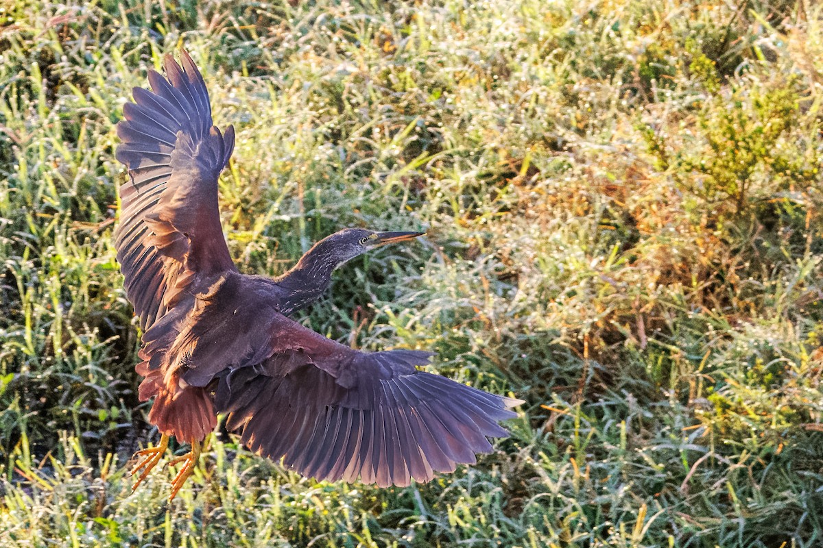 Rufous-bellied Heron - ML645299401