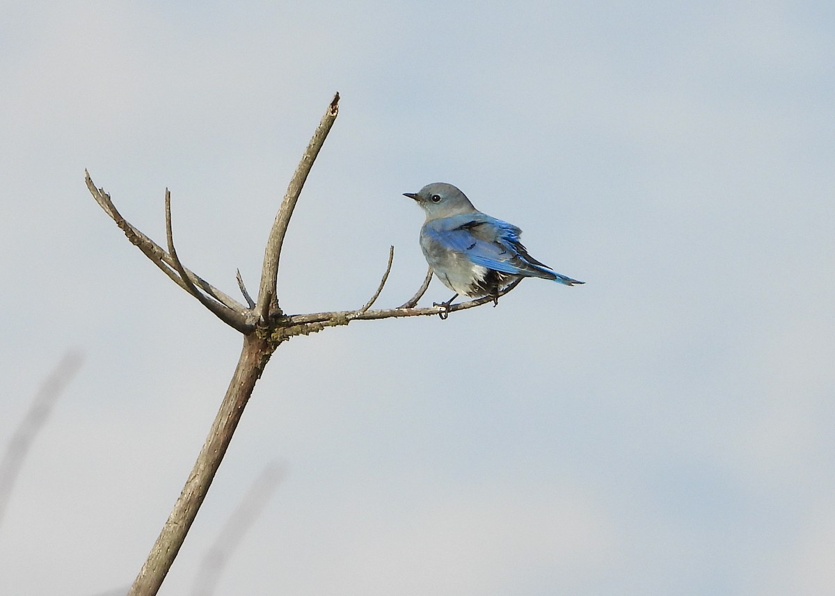 Mountain Bluebird - ML645299406