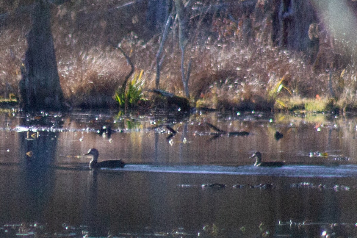 Ahate iluna - ML645299407