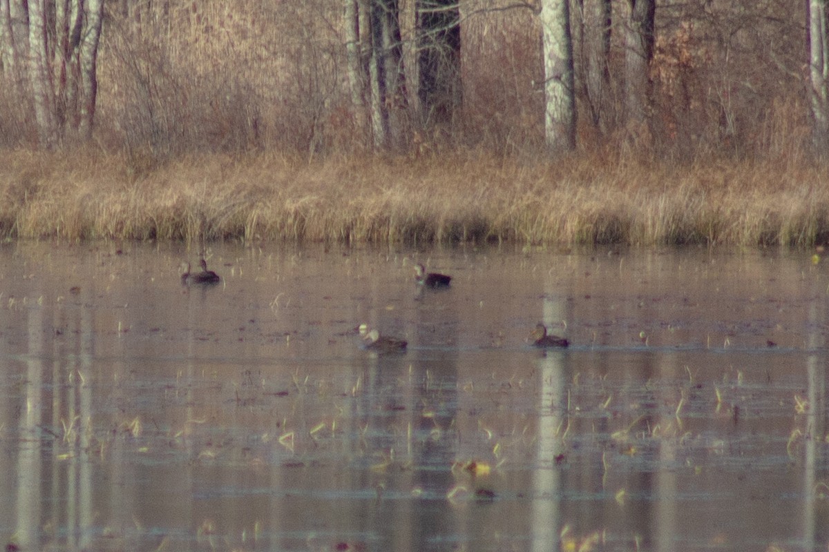 Ahate iluna - ML645299409