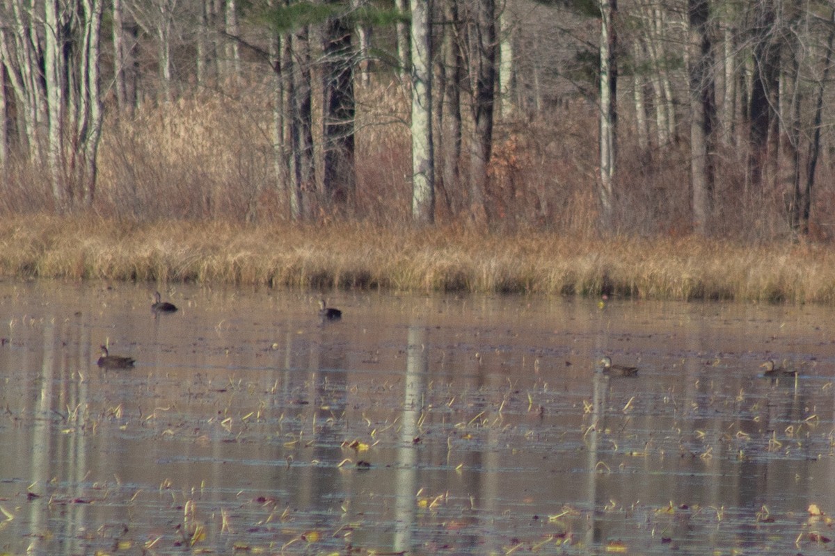 Ahate iluna - ML645299410