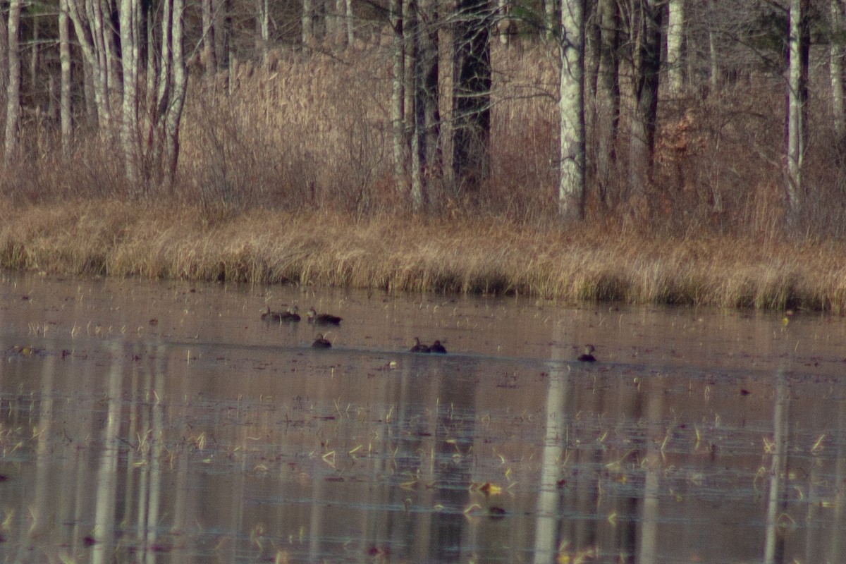 Ahate iluna - ML645299411