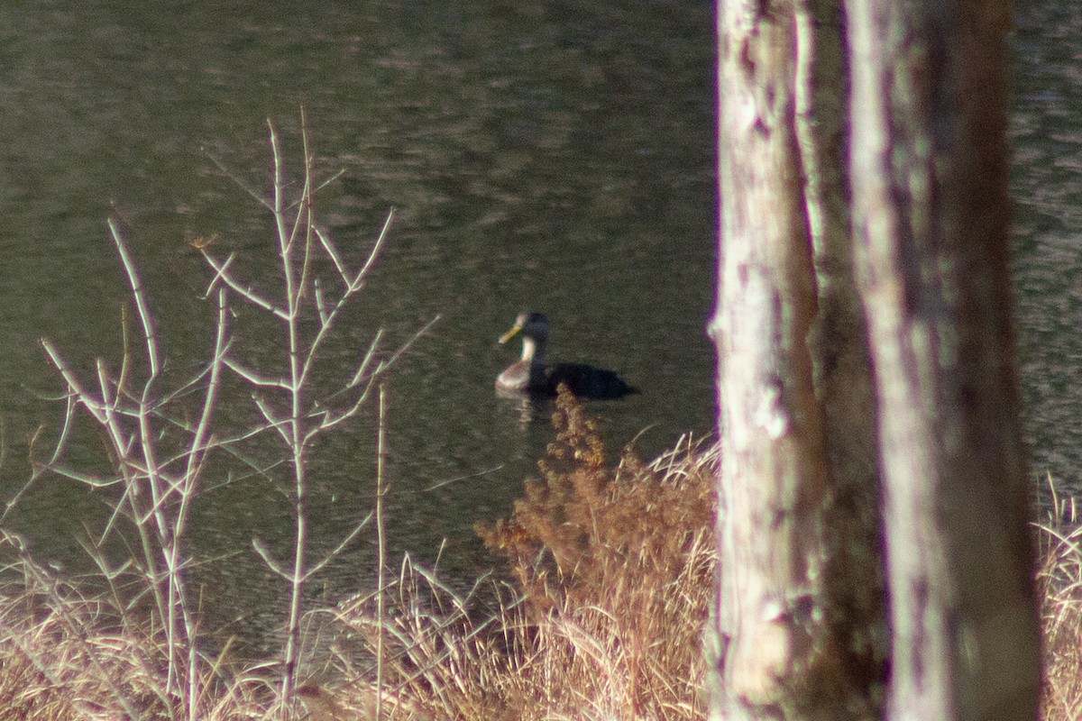 Ahate iluna - ML645299412