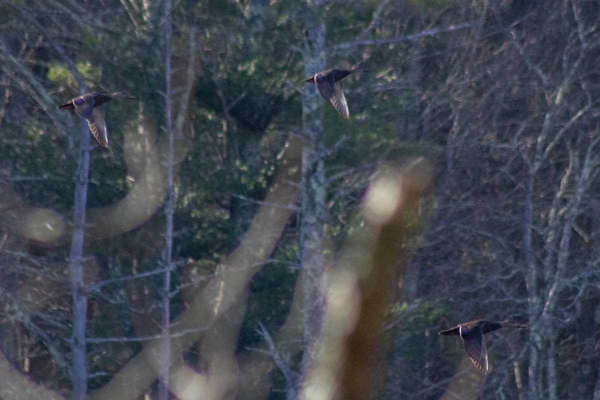 Ahate iluna - ML645299413