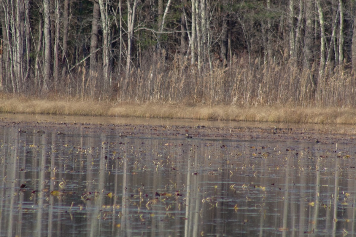 Ahate iluna - ML645299414